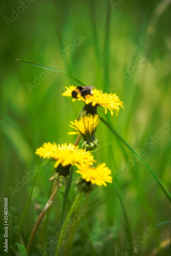 Yellow dandelion flower with bumblebee in nature on natural green background. Macro Shooting
