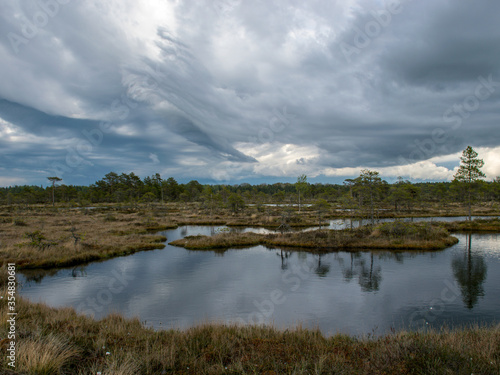 landscape with old peat bogs and swamp vegetation. The bog pond reflects small pines, bushes and cloudy skies. Niedraju Pilkas swamp, Latvia