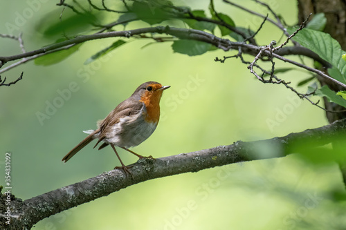 Close up of European Robin (Erithacus rubecula) perched on a twig