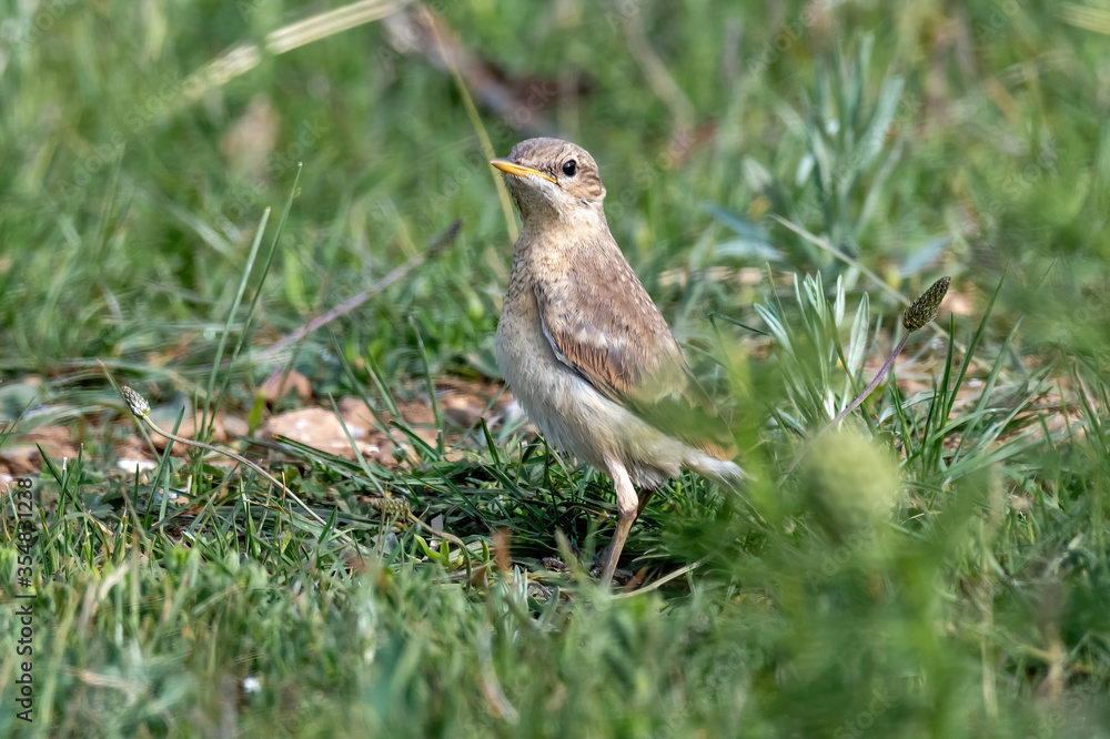Wheatear ( Oenantne Isabelina) sits on the ground Wheatear ( Oenantne Isabelina) sits on the ground