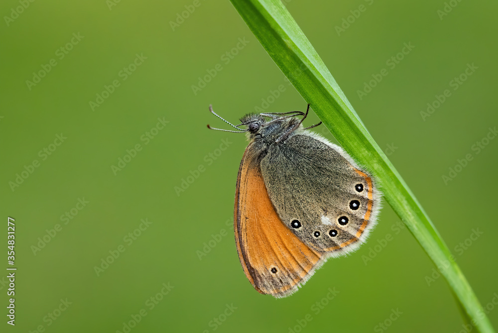 Obraz premium Chestnut Heath - Coenonympha glycerion, small hidden butterfly from European grasslands and meadows, Zlin, Czech Republic.