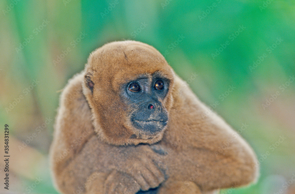 Obraz premium Wolley monkey