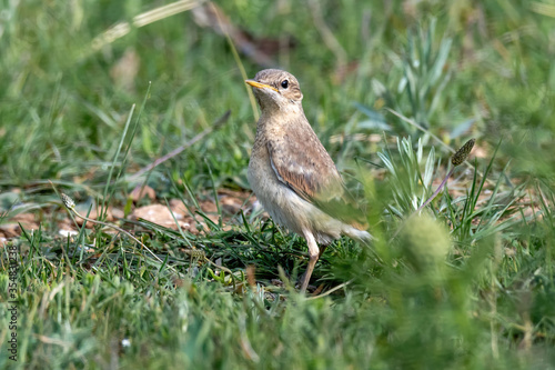 Wallpaper Mural Wheatear ( Oenantne Isabelina) sits on the ground Torontodigital.ca