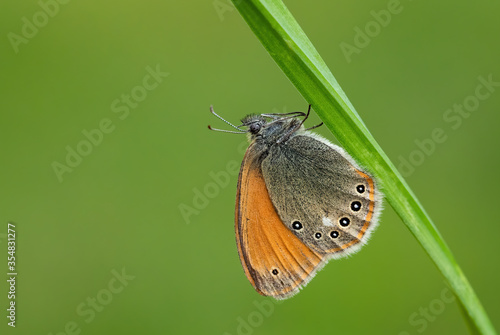 Chestnut Heath - Coenonympha glycerion, small hidden butterfly from European grasslands and meadows, Zlin, Czech Republic. photo