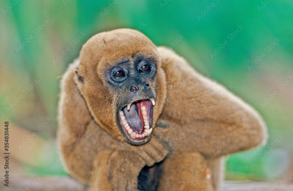 Obraz premium Woolly monkey