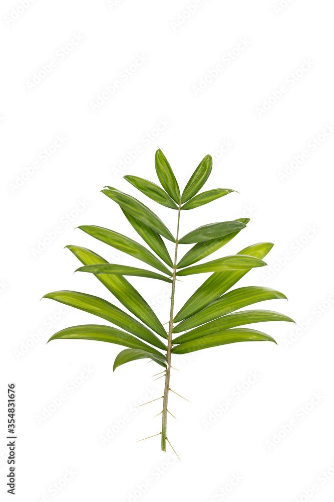 Isolated Palm Leaves on white background Isolated Palm Leaves on white background