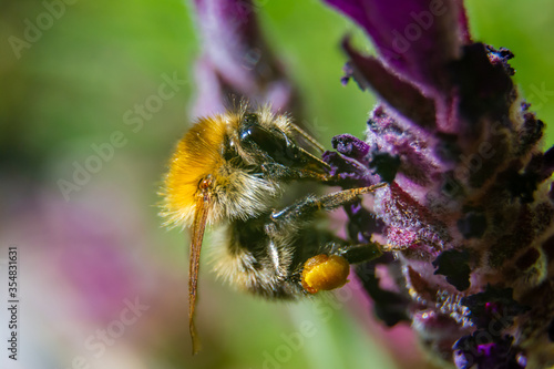 Macro of a Moss carder bee (bombus muscorum) feeding on a lanvender flower with bokeh background photo