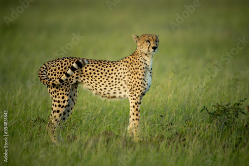 Fotografia, Obraz Cheetah stands staring in grass in profile