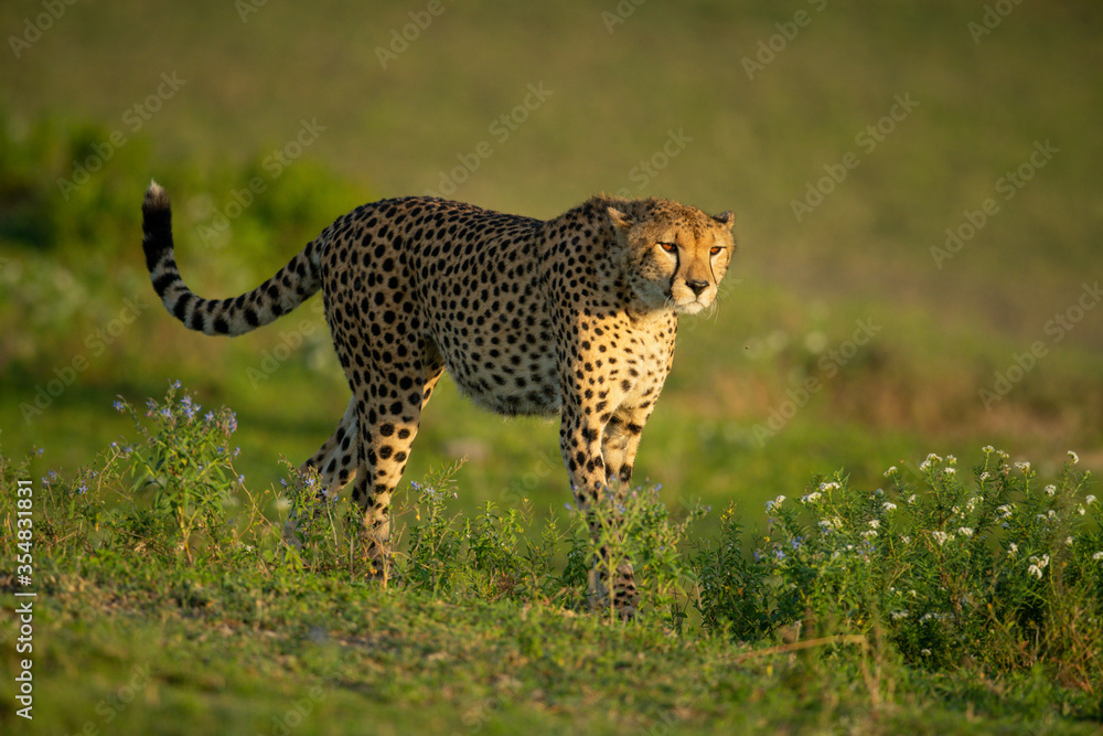Fototapeta premium Cheetah walks through grassy plain past flowers