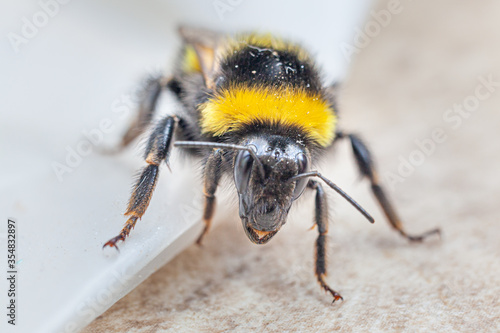 macro close up of bumblebee