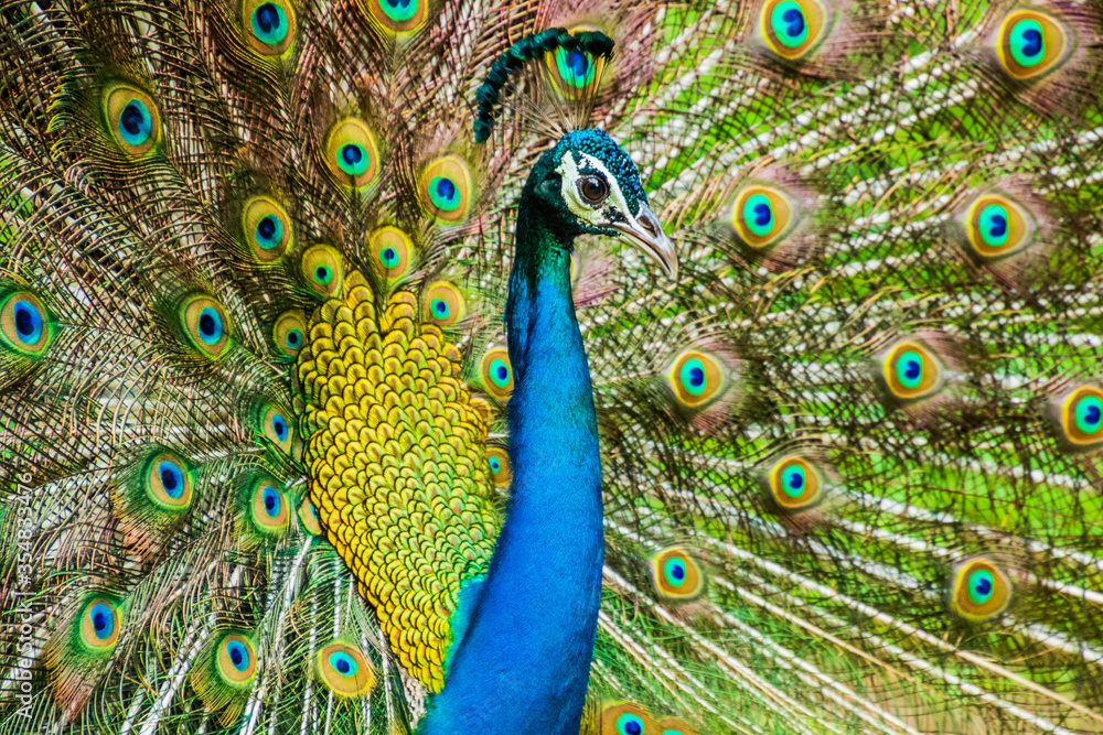 Obraz premium An Indian male peacock dancing