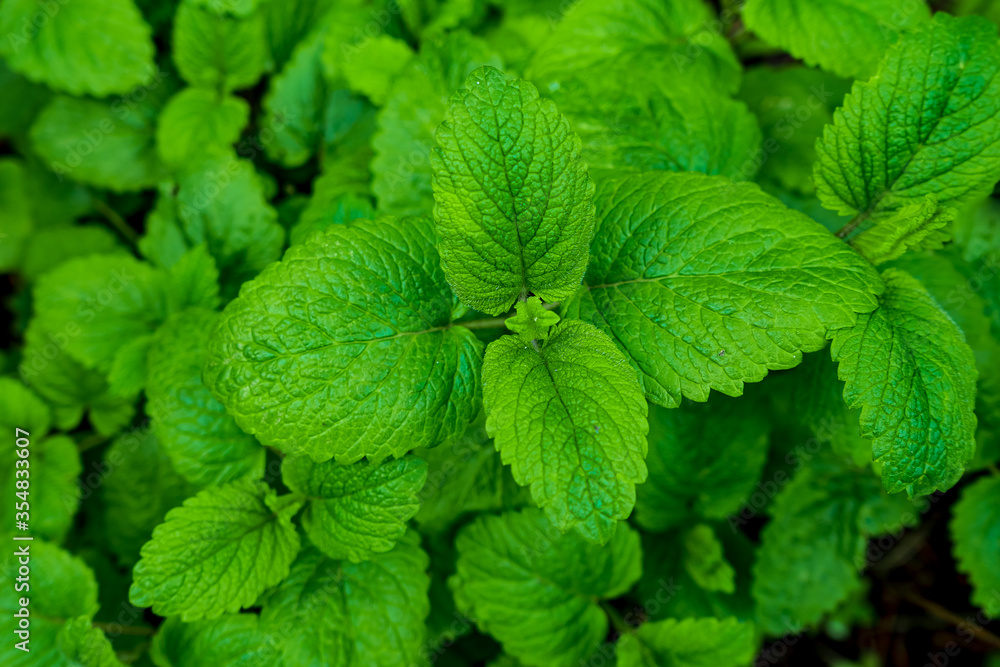 Mint leaves close-up in the garden - obrazy, fototapety, plakaty 