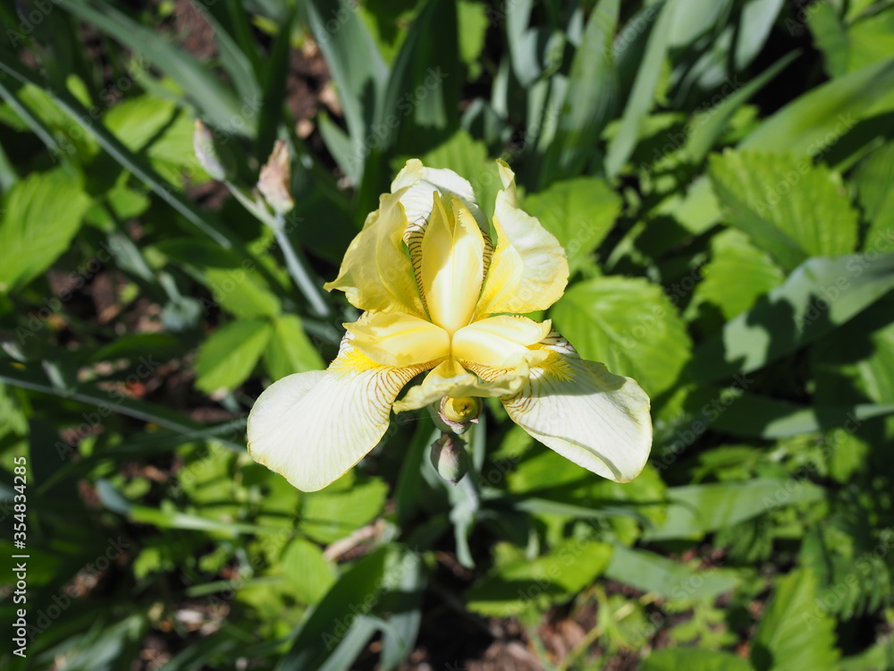 A macro shot of a yellow flag iris bloom. A macro shot of a yellow flag iris bloom.