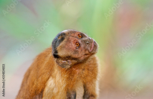 Capucin monkey © Ipman65