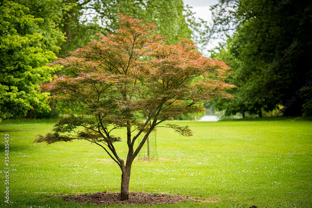 Single Acer Palmatum Japanese Maple Green Tree in a Garden