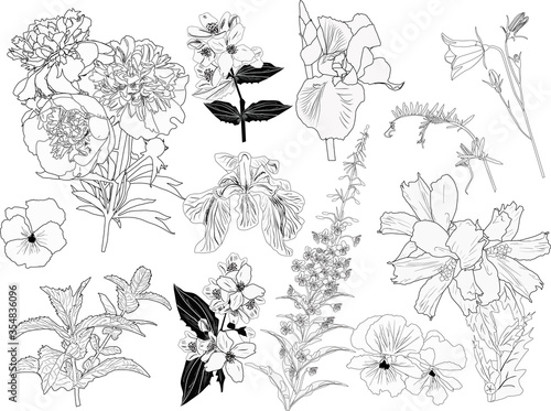 twelve flower sketches collection isolated on white