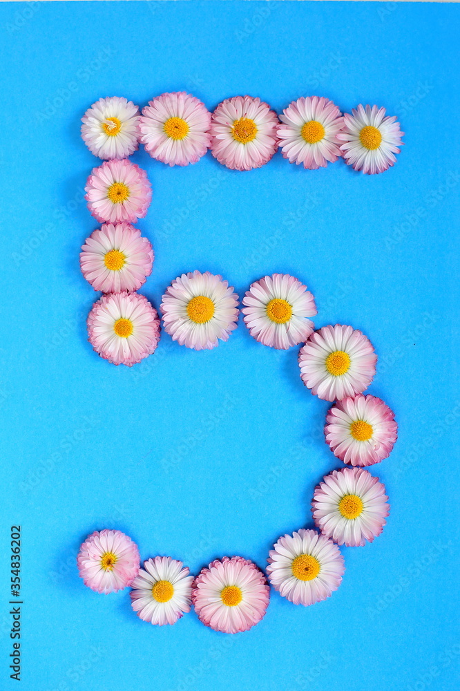 The number 5 is written in white pink flowers on a blue background. The number five is written in fresh colors, highlighted on a blue background. Arabic numeral inlaid with daisies.