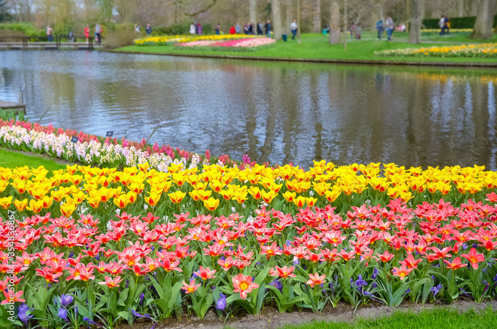 Beautiful colorful spring flowers and water lake in park in Netherlands (Holland)
Beautiful colorful spring flowers and water lake in park in Netherlands (Holland)
