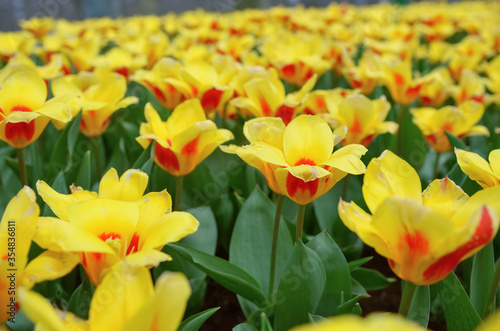 Fototapeta Naklejka Na Ścianę i Meble -  Beautiful colorful spring flowers in park in Netherlands (Holland)
