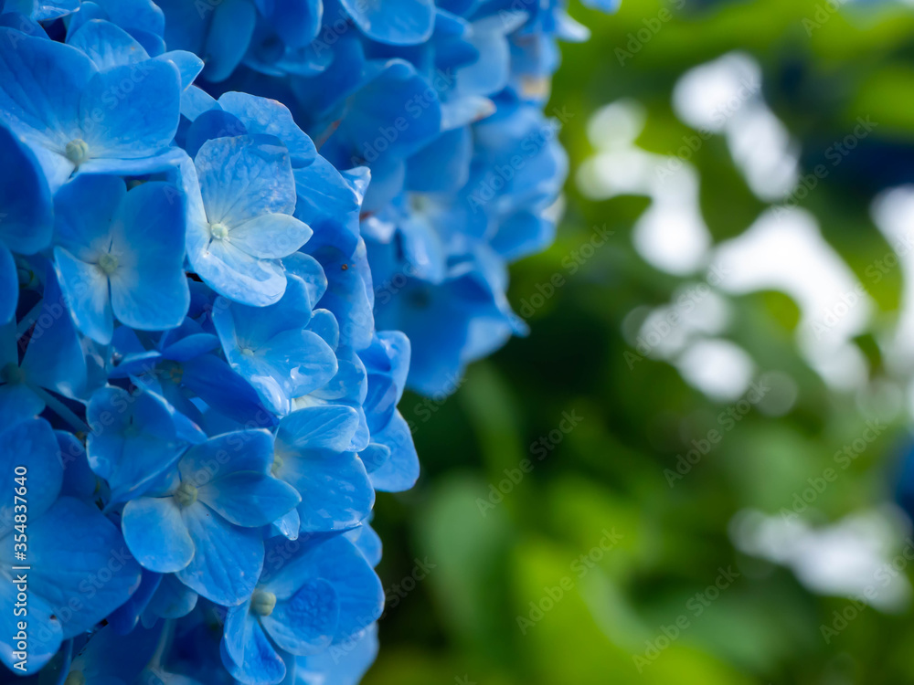 雨のしずくが光る青い紫陽花
