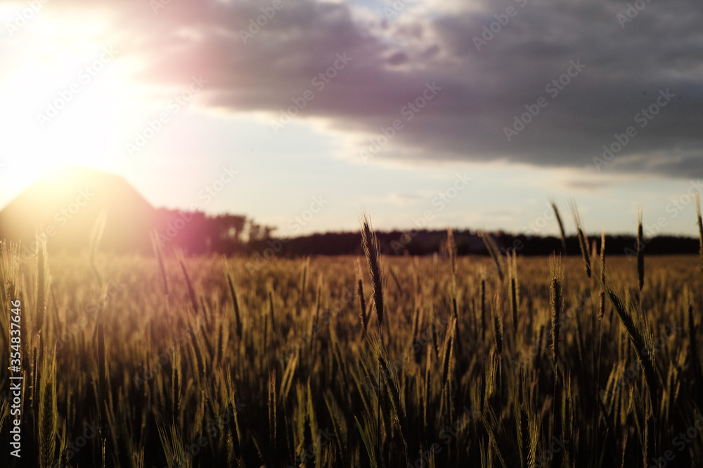 Kornfeld in der Abendsonne, Ackerbau in Deutschland und Europa Bio-Bauern Getreide im Gegenlicht