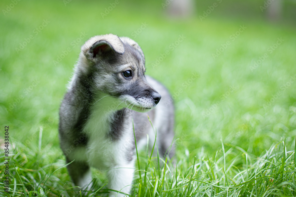 Puppy with spring foliage bokeh