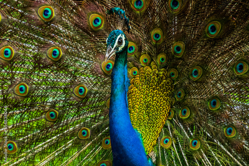Obraz premium An Indian male peacock dancing 
