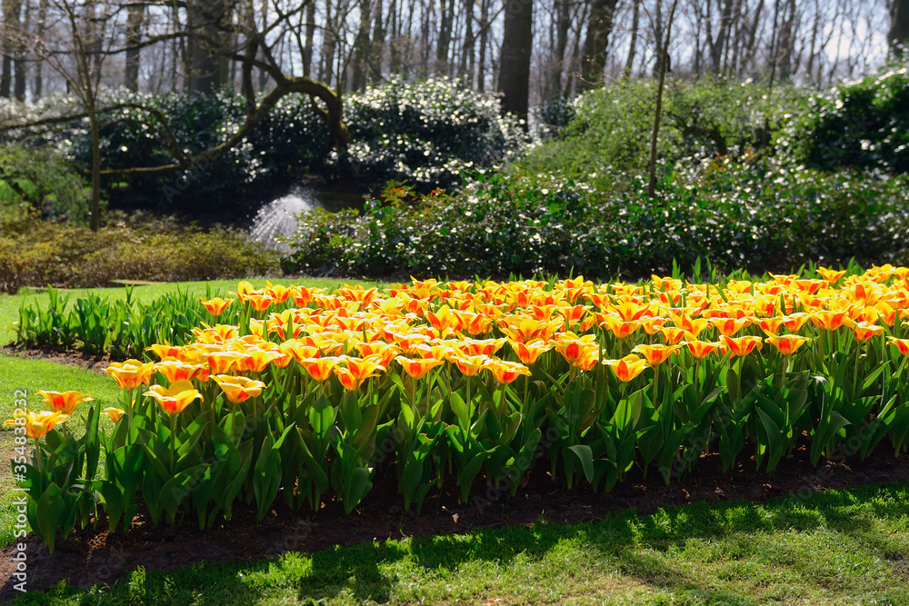 Fototapeta premium Beautiful colorful spring flowers in park in Netherlands (Holland) 