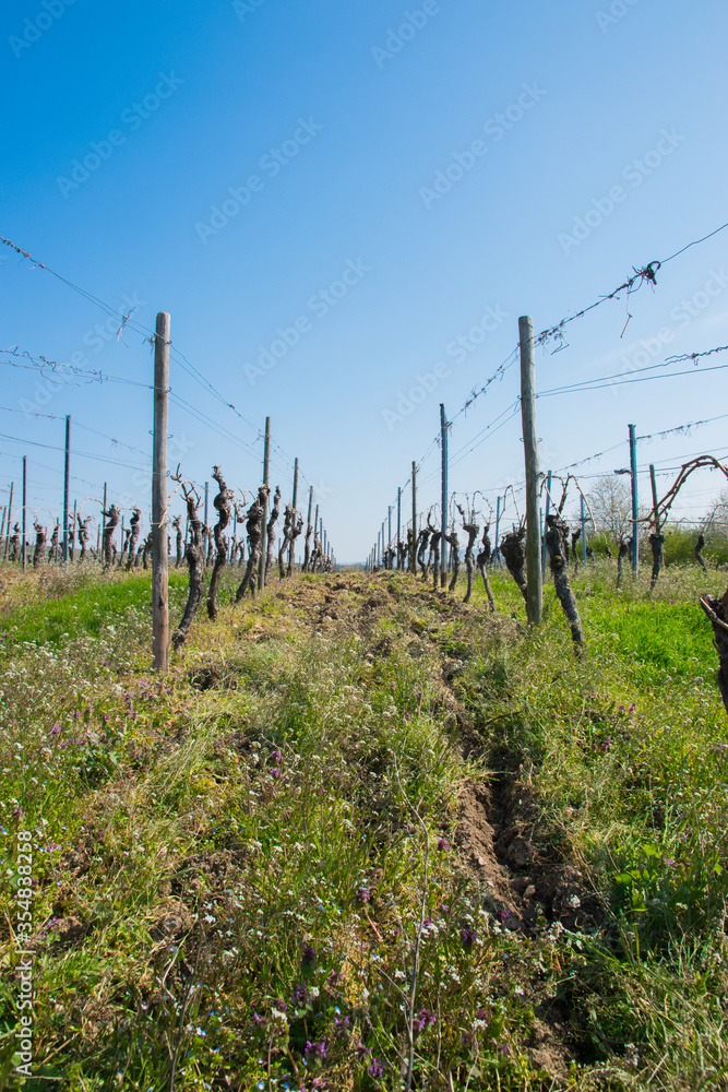 Vine grapes trees with sun landscape in spring time. Vine grapes trees with sun landscape in spring time.