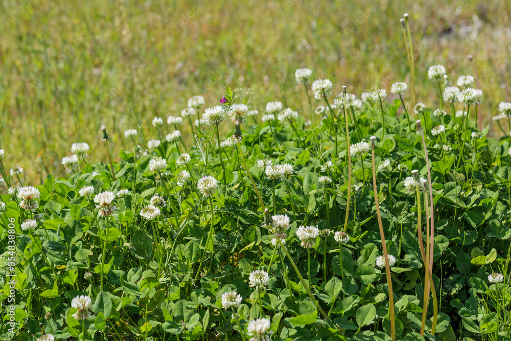White clover growing in the spring meadows