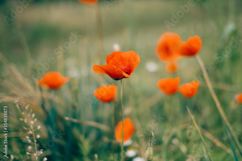 Red poppies on a flower meadow in spring