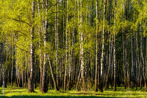 Photography Sunrise or sunset in a spring birch forest with young green leaves and grass