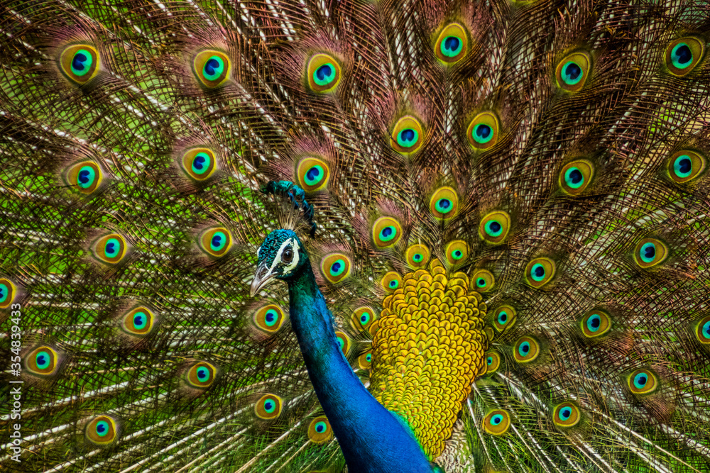 Fototapeta premium An Indian male peacock dancing 
