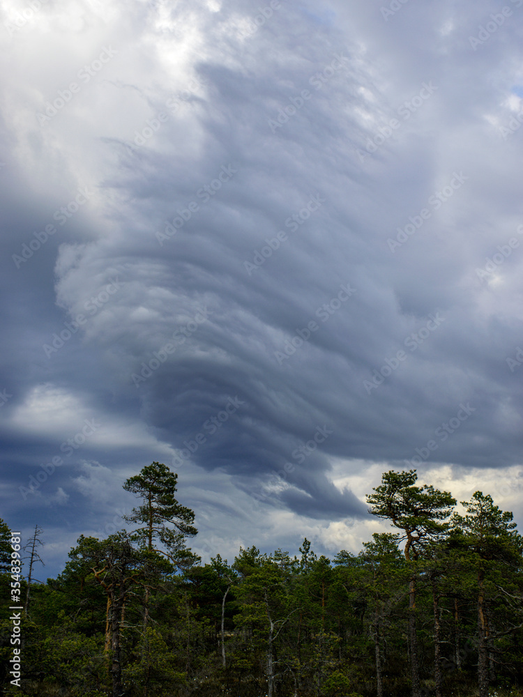 a storm cloud over swamp pines