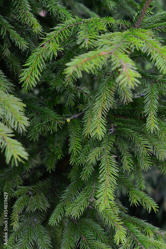 green pine needles