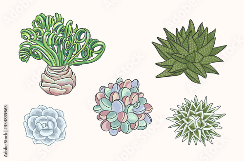 Set of hand drawn succulents cactus