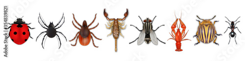 Insects realistic icons set with colorado potato beetle, ladybug, fly, scorpion, cancer, spider, tick, ant isolated on white background. Vector illustration eps10