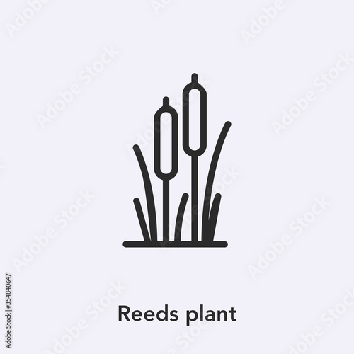 reeds plant icon vector. Linear style sign for mobile concept and web design. reeds plant symbol illustration. Pixel vector graphics - Vector. icon vector sign symbol