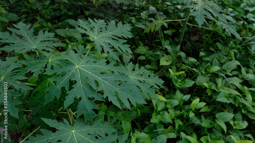 top view Papaya tree green background top view Papaya tree green background