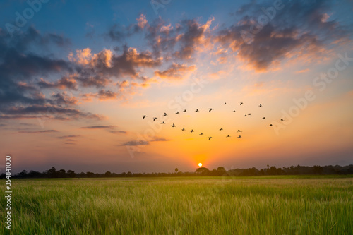 Fotografie v shaped bird flying in an orange sky with a shining sun at sunset over rice fie