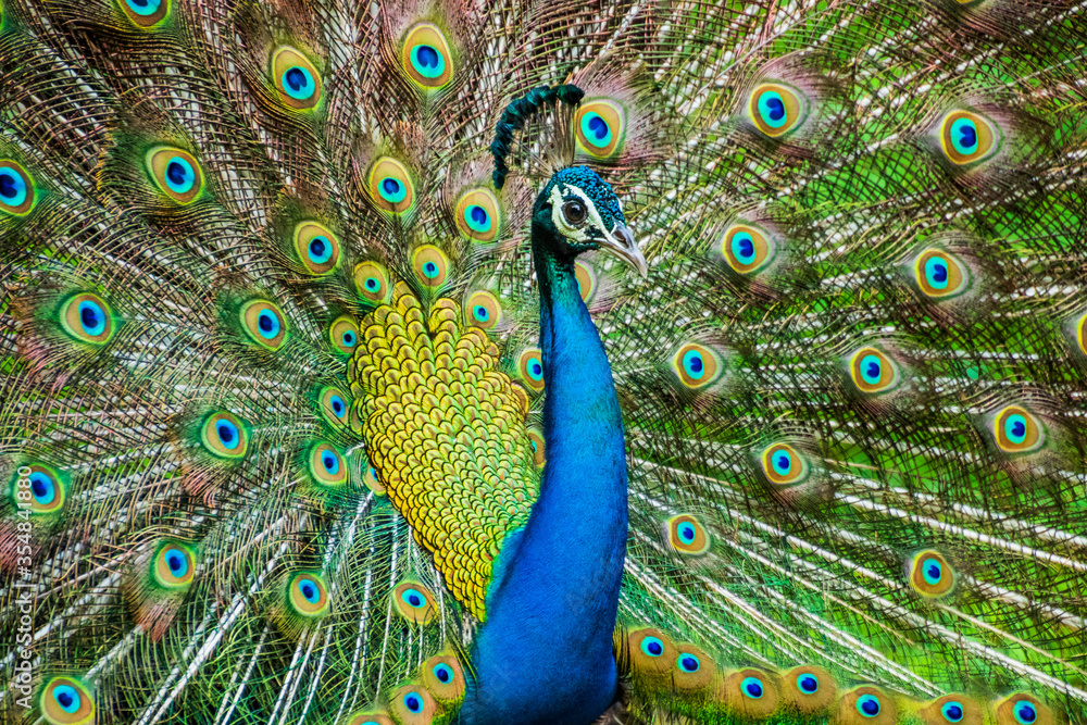 Obraz premium An Indian male peacock dancing 
