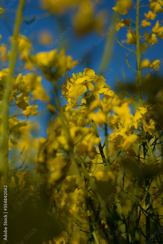 Obraz premium Yellow field of flowring oilseed rape (colza)