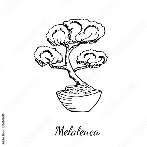Melaleuca small home plant tree in pot isolated on white background. Vector sketch hand drawn illustration in doodle outline style. Potted flower as symbol of cozy house, cute gift concept.