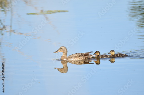 duck on the water photo