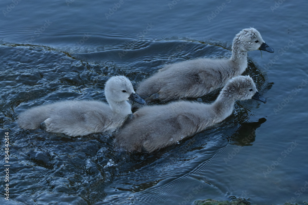 Fototapeta premium Cygnets
