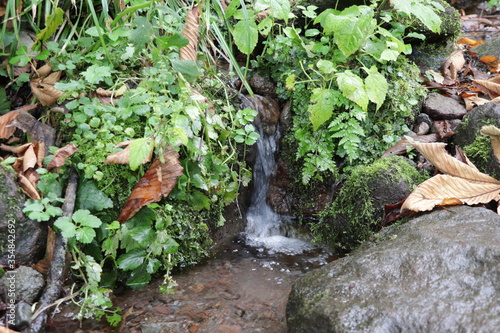 新潟県の関川に注ぐ湧水