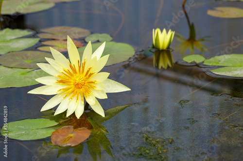 The Yellow lotus on pond