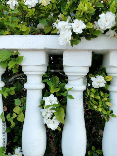 Beautiful white flowering oleander Nerium Oleander Mediterranean bush in ballustrade