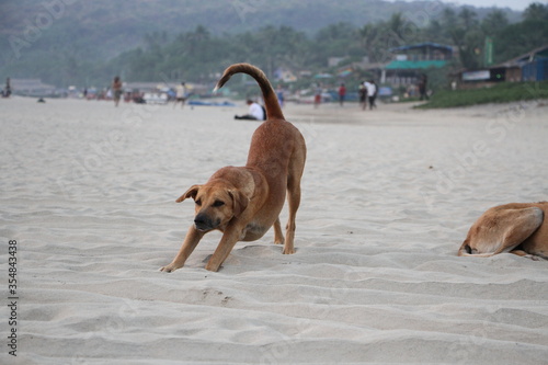 dog yoga