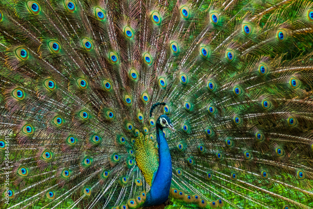 Naklejka premium An Indian male peacock dancing